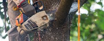 Best Firewood Processing and Delivery  in Park Hills, MO