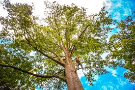 Best Tree Removal  in Park Hills, MO