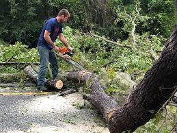 Tree and Shrub Care in Park Hills, MO
