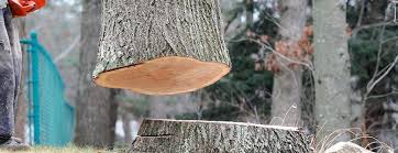 Best Tree Risk Assessment  in Park Hills, MO