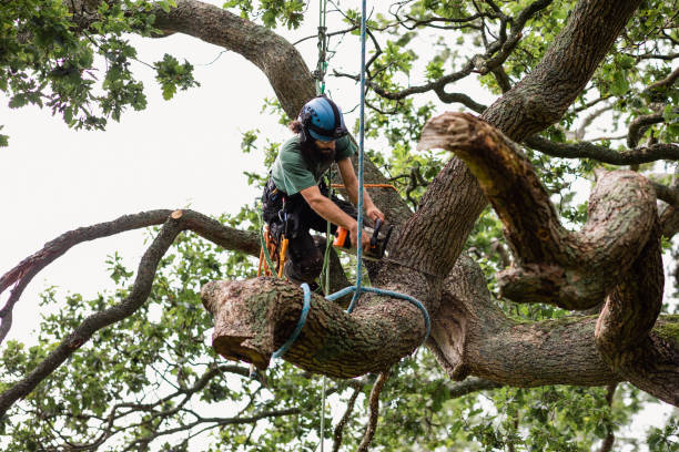 How Our Tree Care Process Works  in  Park Hills, MO