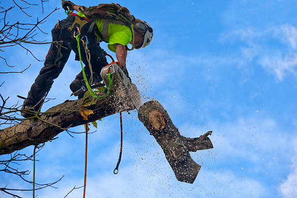 Best Seasonal Cleanup (Spring/Fall)  in Park Hills, MO